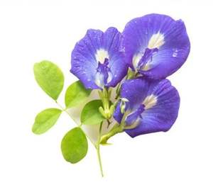 Venta al por mayor 100% Natural Shankhpushpi extracto en polvo de hierbas silvestres cultivadas suplemento para mejorar la memoria y la salud del cerebro - Product Image 2