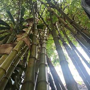 Pôles de bambou de grand diamètre |   Fabricant vietnamien |   Traité pour la construction - Product Image 1