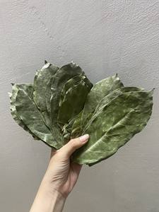 100% Hojas de Guanábana natural - Product Image 4