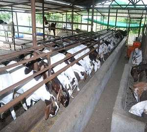 NUEVO PRODUCTO: Estructura de Acero Ligero ASTM para Ganado de la Marca Makamane, con Servicios de Soldadura, Corte y Doblado - Product Image 4