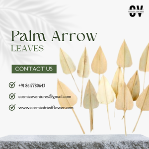 Flores Secas Cosméticas al por Mayor, Decorativas, Ecológicas, de Alta Calidad, Hojas de Palma Secas, Arreglos Florales Secos para Halloween - Product Image 3