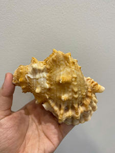 Seashell Premium Ocean Material Vietnam utilisé pour les projets d'artisanat d'emballage de décoration intérieure et les idées cadeaux - Product Image 2