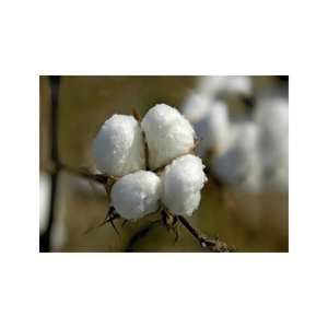 100% <b>Raw</b> <b>Cotton</b> Bales Premium Compressed Fiber For Textile Use At Wholesale Price - Product Image 4