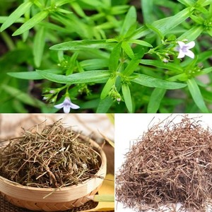 สมุนไพรโอลเดนแลนเดีย ดิฟฟิวซา แห้งธรรมชาติ 100%  สมุนไพรเฮดิโอติส ดิฟฟิวซา  วัตถุดิบสมุนไพรแปรรูป - Product Image 3