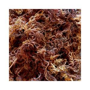 Mousse de carragée violette Mousse de mer salée séchée Récolte naturelle Séchée au soleil Violet Irlandais Cottonii Eucheuma Algues Wildcrafted - Product Image 4