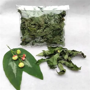 Katuk แห้งใบเขียวหนาแน่นสารอาหารสำหรับการใช้อาหารเพื่อสุขภาพ - Product Image 3