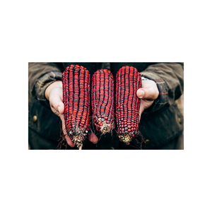 Granos de maíz rojo enteros para fabricantes y revendedores de alimentos - Product Image 2