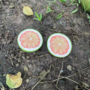 Việt Nam tươi bưởi cho xuất khẩu tự nhiên phát triển ngon lành mạnh và hoàn hảo cho toàn cầu citrus trái cây nhu cầu - Product Image 1