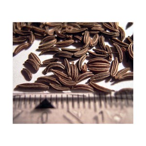 เมล็ดเจียแห้งธรรมชาติและเมล็ดธัญพืชเครื่องเทศสมุนไพรและเครื่องปรุงรสสินค้าเกษตร - Product Image 3