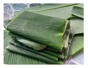 Высококачественный лучший продукт, банановый лист, натуральный от поставщика, 99 золотых данных от Viet Nam