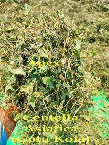 ใบบัวบกแห้ง ใบบัวบก ใบบราห์มี ขายส่งใบบัวบก ผู้จัดจำหน่ายใบบัวบก - Product Image 2