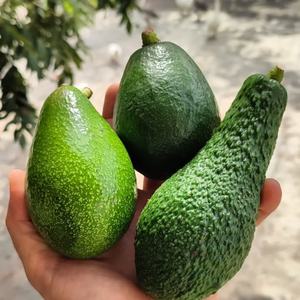 Aguacates Hass Frescos Premium |   Calibre 12/14/16/18/20/22 |   Cargas de Contenedores a Granel |   FOB/CIF - Product Image 6
