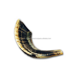 Vente chaude Naturel Décoré À La Main Corne De Bélier Shofar Facilement Disponible Offre Excitante Rosh Hashanah Corne De Kudu Yéménite - Product Image 1