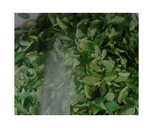 Feuilles de corossol/feuilles de Graviola-PRODUIT DE HAUTE QUALITÉ ET AU MEILLEUR PRIX DU VIETNAM/VENTE EN GROS 2024 - Product Image 1