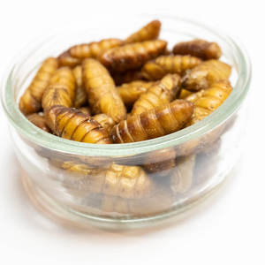 PUPAE DE SILERA SECA ALTA PROTEÍNA | CALIDAD ALIMENTARIA PARA CONSUMO HUMANO - Product Image 6