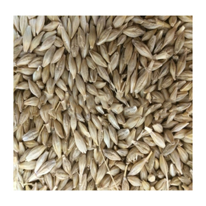 Grano de cebada puro al por mayor disponible a precios asequibles - Product Image 6