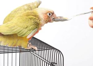 Nhựa tự nhiên cỏ biển <span class=keywords><strong>tainless</strong></span> Chuỗi Tay Ăn muỗng cho Chim Vẹt cockatiels vật nuôi khác-sinh thái thân thiện sử dụng ngoài trời YZ - Product Image 5