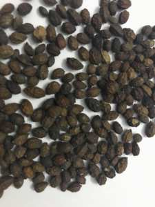 เมล็ดมะละกอขายสินค้ารับประกันคุณภาพในราคาขายส่งราคาไม่แพงจากเวียดนาม - Product Image 3