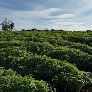 Polvo de Catnip, Hierba Seca Fresca, Hojas de Catnip Deshidratadas al Vacío, Catnip Triturado para Gatos de VIETNAM HOANG LINH SG - Product Image 5