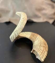 Cuerno de Shofar pulido con diseño de pez, decoración del hogar, cuerno de carnero, cuerno para beber para ungir, diseño de pez pintado a la venta - Product Image 3