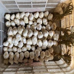 Cubos de Ajo Congelados IQF, Certificados HALAL, Ajo Blanco en Cubos de 10x10mm, Ajo Pelado a Granel para Servicios de Alimentación - Product Image 1