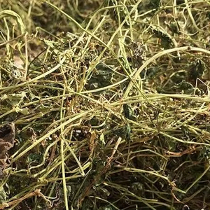 Hojas y Ramas de Melón Amargo Secas de Vietnam para la Industria Alimentaria y del Té - Product Image 6