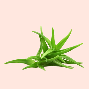 Poudre de gel d'aloe vera de qualité cosmétique 200:1, soluble dans l'eau, extrait de poudre d'aloe vera - Product Image 2