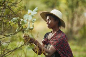 Aceite Esencial de Tagetes de Madagascar SAKAY, 100% Puro e Ingredientes Naturales para Todo Tipo de Piel, Envase Bidón de 30L - Product Image 5