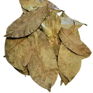 FEUILLES DE SOURSOP SÉCHÉES NATURELLES 100% Emballage personnalisé Feuilles de corossol séchées Feuilles de corossol en gros