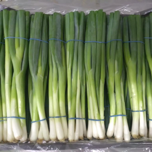 Oignons de printemps \ Oignons verts frais nouvelle récolte nouvelle saison de haute qualité à des prix abordables - Product Image 4