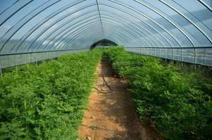 Moringa Leaf Powder High Quality Bulk Dried Moringa Leaves Wholesale Price for Tea and Extract - Product Image 2