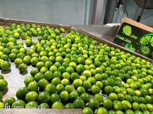 Grosir limau tanpa biji hijau buah jeruk organik segar dari rasa Vietnam Lemon manis untuk dijual berbagai Hoang Kim Lemon