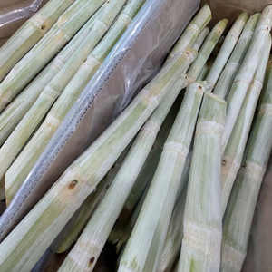 BÂTONS DE CANNE À SUCRE CONGELÉE DE HAUTE QUALITÉ POUR JUS ET DESSERTS - Product Image 3