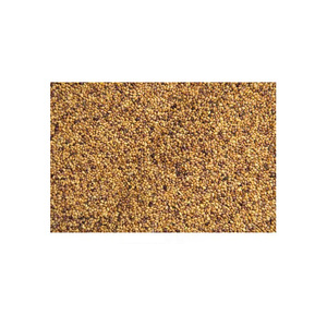 Semillas de forraje tolerantes a las heladas para siembra temprana Semillas de forraje para parcelas de alimentos de vida silvestre - Product Image 1