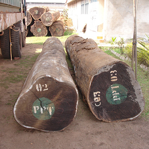 Wenge logs บันทึก Wenge คุณภาพสูงขายส่ง - Product Image 1