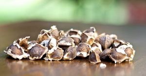 เมล็ดพันธุ์มะรุมขายได้เมล็ดมะรุมจำนวนมากราคาดีที่สุด - Product Image 4