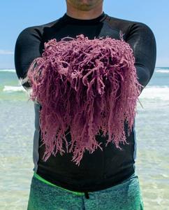 Mousse de mer violette 100% naturelle - Product Image 1