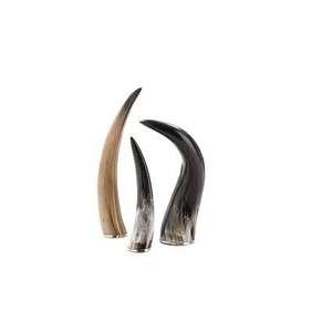 Paire de corne de buffle élégante pièces polies pièce décorative murale et corne de la meilleure qualité à un prix abordable - Product Image 4