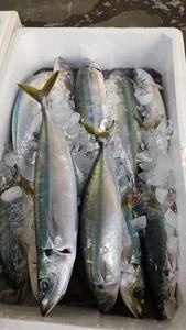 Poisson Layang Scad Muroaji surgelé IQF biologique naturel de qualité supérieure pour appât marin - <span class=keywords><strong>Marque</strong></span> HUANGDA Carton de 10 kg Jaune - Product Image 2