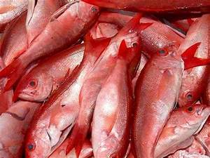 Super calidad congelado pargo rojo pescado para la venta - Product Image 4