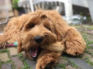 Meilleur fournisseur 2023 bâton à mâcher pour chien en bois de café pour usage alimentaire - Product Image 4