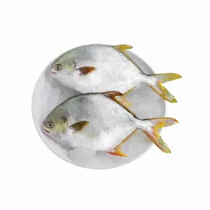 Zilveren Pomfret Vis Vis Vis Levende En Verse Verse Bevroren Witte Zilveren Pomfret Vis