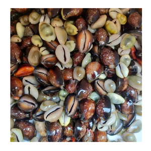 เปลือกหอยวัวเวียดนามสำหรับตกแต่งชายฝั่งและอุปกรณ์เสริมของช่างฝีมือจาก99โกลด์ดาต้าโคบาล - Product Image 4