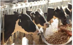 Farine de colza de haute qualité pour l'alimentation animale cheval et cochon 100% pureté emballage personnalisé certifié ISO bon prix - Product Image 3