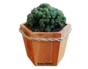 Pot de fleur en bois hexagone Style Simple, Pot de jardin, vase Succulent bon marché, décoration, design personnalisé, offre spéciale - Product Image 2