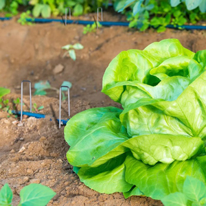 Clous de fixation pour jardin, <span class=keywords><strong>agrafes</strong></span> en forme de U, piquets pour géotextile, <span class=keywords><strong>agrafes</strong></span> pour gazon, <span class=keywords><strong>agrafes</strong></span> d'irrigation - Product Image 5