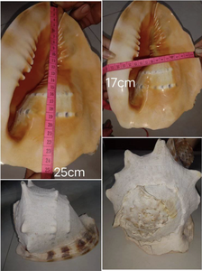 เปลือกหอยธรรมชาติวัสดุแคสซิสคอร์นูต้าเครื่องประดับจากเวียดนามออกแบบมาสำหรับการตกแต่งบ้านที่หรูหราและโครงการงานฝีมือ - Product Image 6