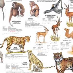 German DIN A1 Zoo Animals <b>Poster</b> Made of Paper for Wall Usage - Product Image 4