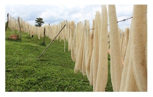 Lufa lufa cruda de alta calidad de Vietnam-mejor precio Luffa 100% natural barato con estándar de exportación - Product Image 4