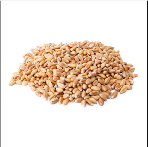 Grano de trigo integral a la venta cebada pura a base de hierbas verde trigo cebada hierba jugo extracto en polvo cebada hierba extracto - Product Image 2